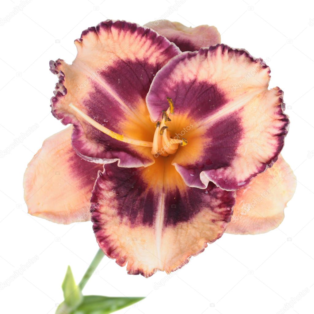 Daylily (Hemerocallis) flower close-up isolated on white background. Cultivar with pink flower with dark purple eye