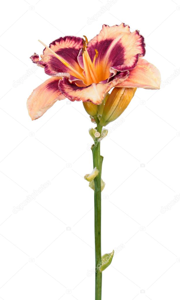 Daylily (Hemerocallis) flower close-up isolated on white background. Cultivar with pink flower with dark purple eye