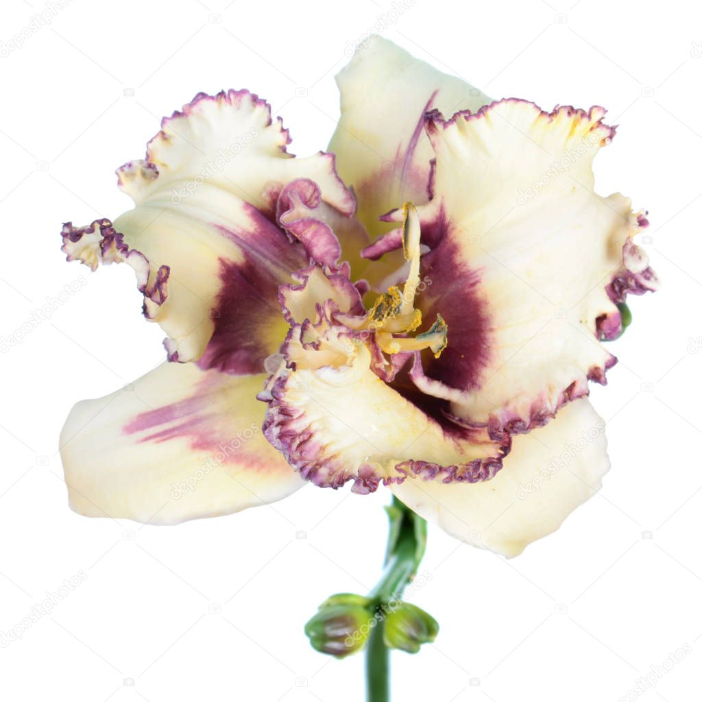 Daylily (Hemerocallis) white flower close-up isolated on white background