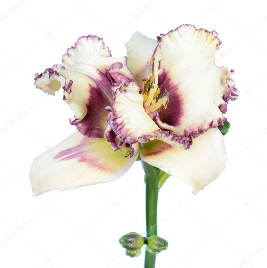 Daylily (Hemerocallis) white flower close-up isolated on white background