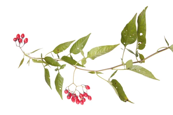 Bittersweet Solanum Dulcamara Ветвь Спелыми Красными Ягодами Зелеными Листьями Изолированы — стоковое фото