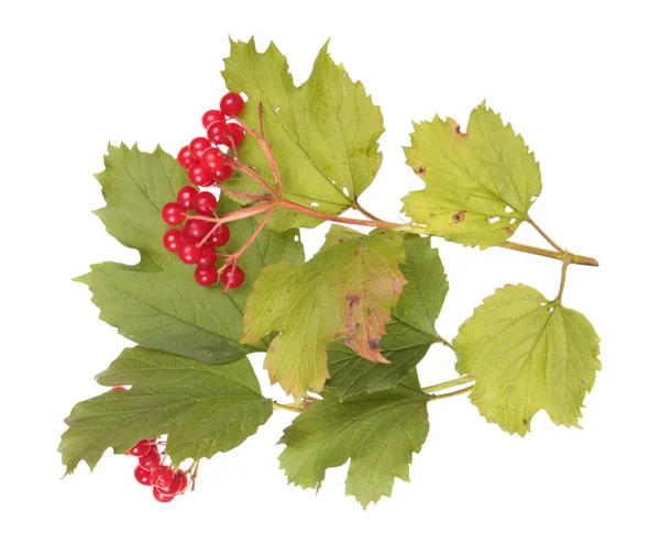 Viburnum Κλαδί Ώριμα Κόκκινα Μούρα Και Πράσινα Φύλλα Που Απομονώνονται — Φωτογραφία Αρχείου