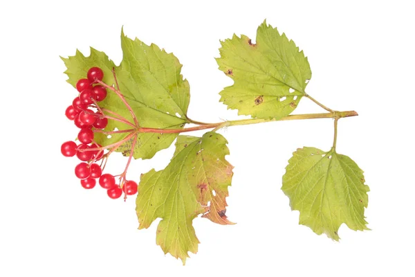 Viburnum Κλαδί Ώριμα Κόκκινα Μούρα Και Πράσινα Φύλλα Που Απομονώνονται — Φωτογραφία Αρχείου