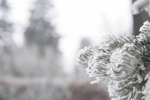 Зимовий Фон Заморожена Ялинка Розмитий Сніг — стокове фото