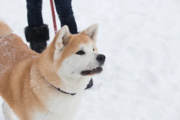 Портрет Японской Собаки Акиты Снежный День — стоковое фото