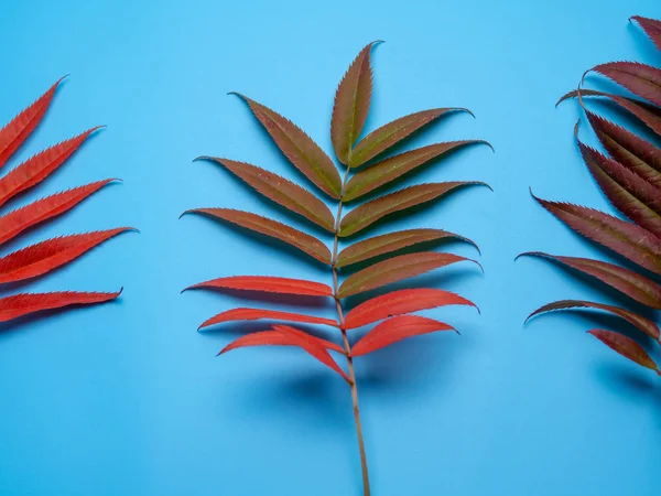 Sonbahar yaprakları mavi arkaplanda