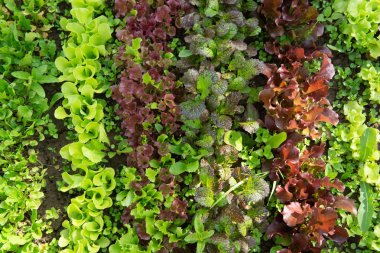 Bahçede farklı renklerde marul ve hardal satırları olmak