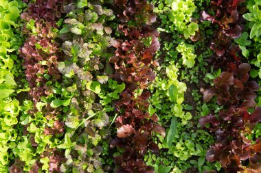 Bahçede farklı renklerde marul ve hardal satırları olmak