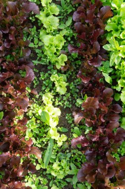 Bahçede farklı renklerde marul ve hardal satırları olmak