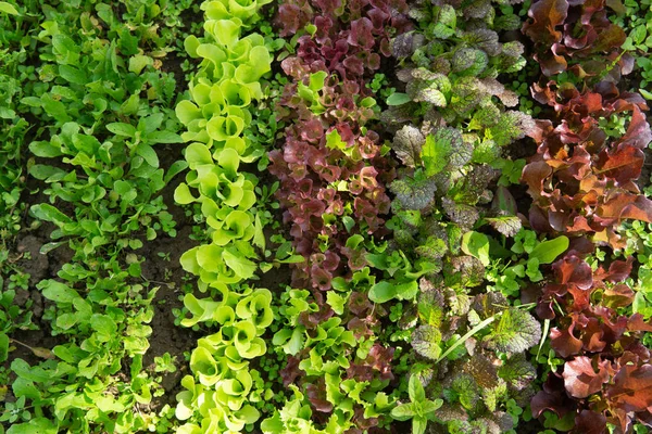 Bahçede farklı renklerde marul ve hardal satırları olmak