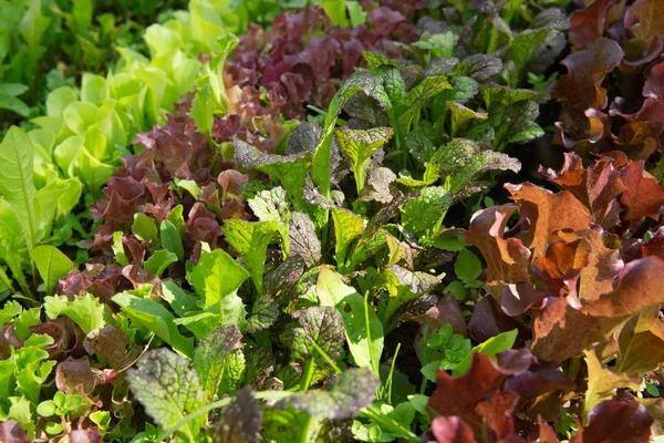 Righe di lattuga e senape di diversi colori in giardino essere — Foto Stock