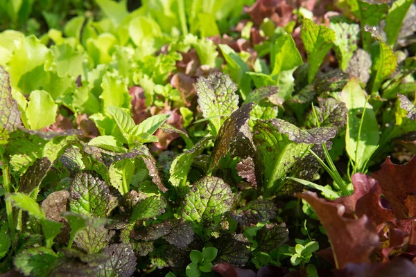 Bahçede farklı renklerde marul ve hardal satırları olmak