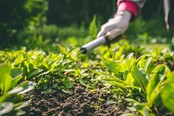 Eldivenli kadın elleri ve çapa çiçekleri bahçede.