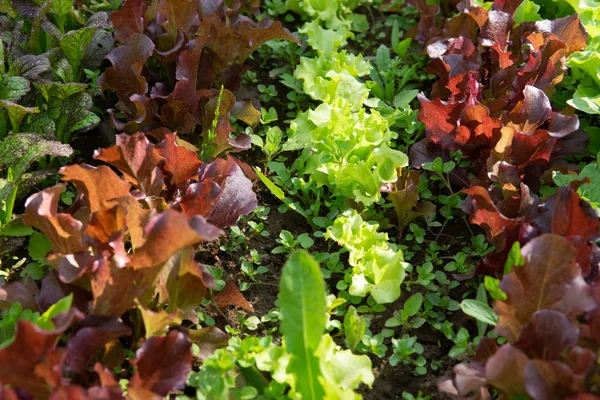 Righe di lattuga e senape di diversi colori in giardino essere — Foto Stock