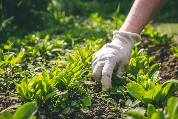 Bir kadın bahçedeki bir bitkinin eldivenellerini otlar
