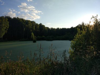 Ördek weed orman gölü. Ağaçlar ve sazlıklar