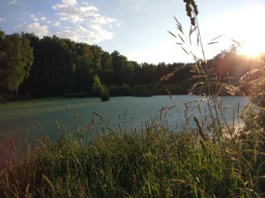Ördek weed orman gölü. Ağaçlar ve sazlıklar