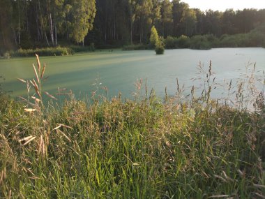 Ördek weed orman gölü. Ağaçlar ve sazlıklar