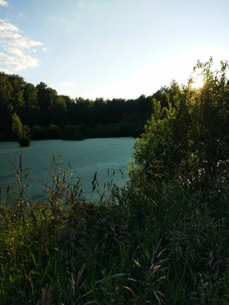 Ördek weed orman gölü. Ağaçlar ve sazlıklar