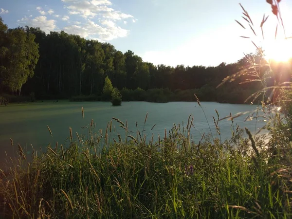 Ördek weed orman gölü. Ağaçlar ve sazlıklar