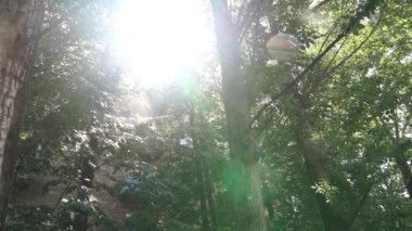 Kavak tüyü ağaçların yeşil yapraklarında, güneşin altında uçuşuyor.