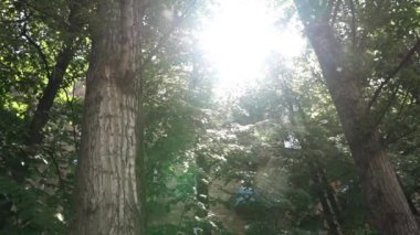 Kavak tüyü ağaçların yeşil yapraklarında, güneşin altında uçuşuyor.