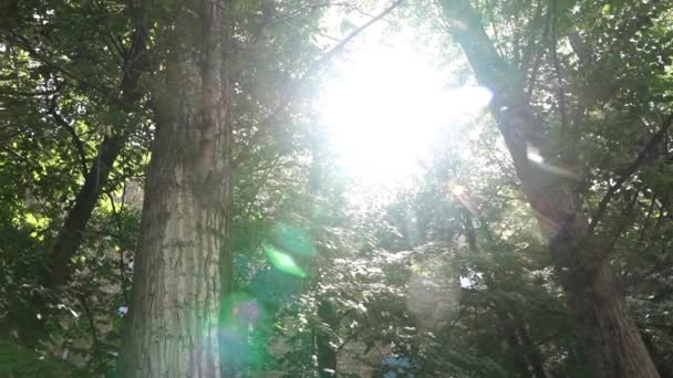Пух Тополя Пролетает Сквозь Солнечную Вспышку Зеленой Листве Деревьев — стоковое видео