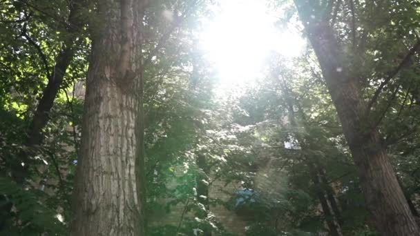 Pappelflocken Fliegen Durch Die Sonne Und Leuchten Grünen Laub Der — Stockvideo