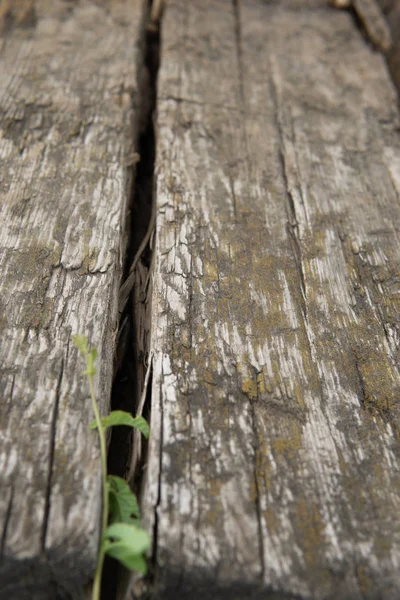 Eski ahşap tahtanın dokusu