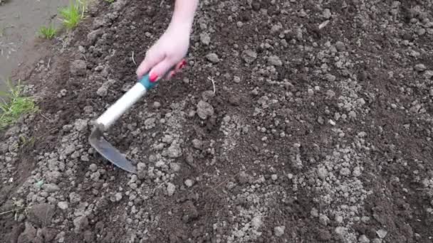 一个女人把种子撒在花园的床上 种植植物 健康食品和生活方式 — 图库视频影像