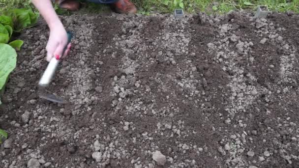 Μια Γυναίκα Ψεκάζει Σπόρους Ένα Κρεβάτι Κήπου Φυτεύοντας Φυτά Υγιεινά — Αρχείο Βίντεο