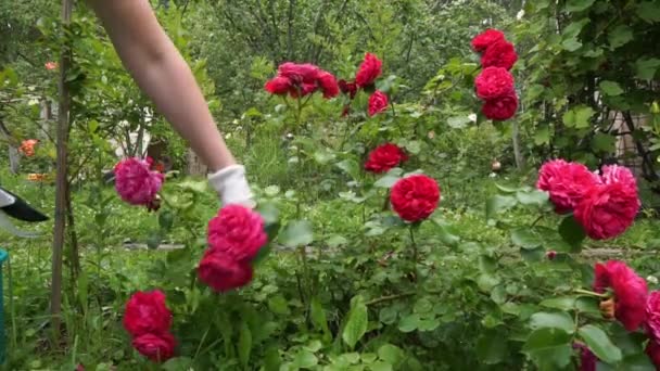 Róża Krzew Ogrodzie Kobieta Odcina Wyblakłe Kwiaty Ogrodnik — Wideo stockowe