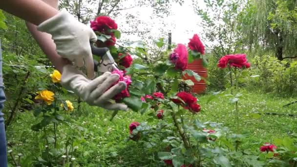 Rose Bokor Kertben Egy Levágja Elhalványult Virágot Kertész — Stock videók