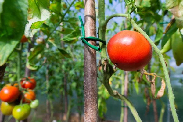 Red ripe tomatoes hanging on a branch in the garden in summer — Stock Photo, Image