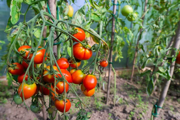 Tomates vermelhos maduros pendurados em um ramo no jardim no verão — Fotografia de Stock