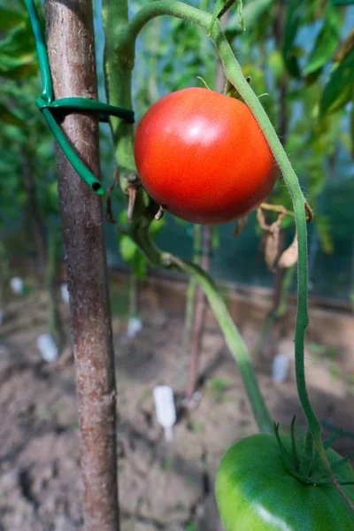 Červená zralá rajčata zavěšená na větvi v zahradě v létě — Stock fotografie