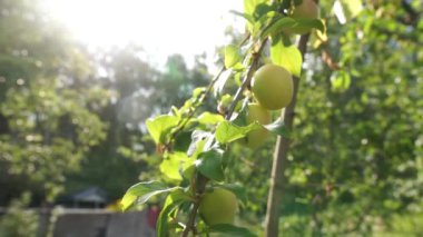 Erik backlight günbatımında yaz aylarında bahçede bir ağaç dalı üzerinde olgunlaştırmak