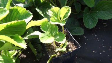 Çilek çalıları ile sebze bahçesi. Yazın arka bahçe. Çevre dostu bahçe.