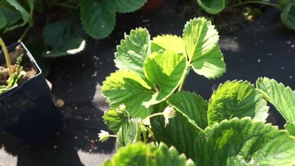 Moestuin Met Aardbei Struiken Achtertuin Tuin Zomer Eco Vriendelijke Tuinieren — Stockvideo