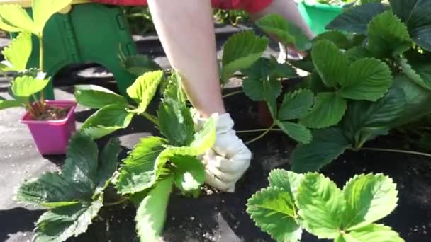 Gemüsegarten Mit Erdbeerbüschen Hinterhofgarten Sommer Umweltfreundliches Gärtnern — Stockvideo