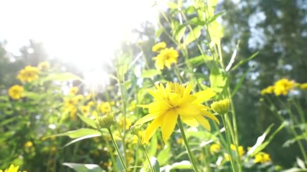 Jaskrawo Żółte Kwiaty Huśtawka Wietrze Letni Dzień — Wideo stockowe