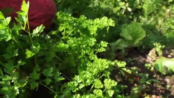 ハンズウーマンは緑の新鮮なパセリを集めます ペトロセリナム クリスプ — ストック動画