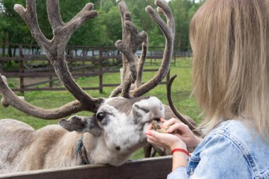 Kırsaldaki bir çiftlikte geyik besleyen bir kadın..