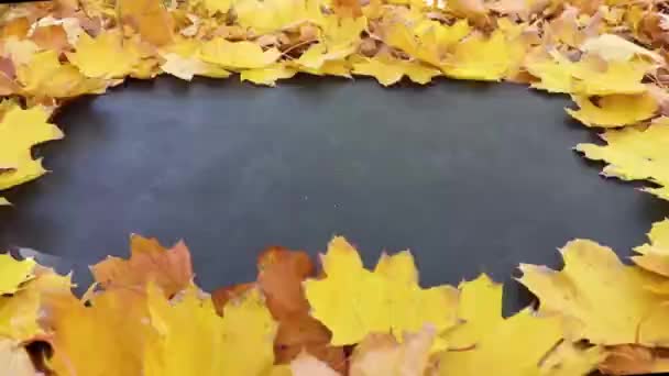배경에 가을노란 나뭇잎 — 비디오