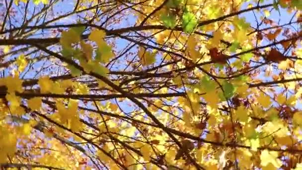 Jesienią Drzewa Żółty Liści — Wideo stockowe