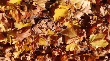 Sonbahar akçaağaç yaprakları yerde.