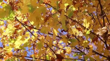 Sarı yapraklar sonbaharda ağaçların