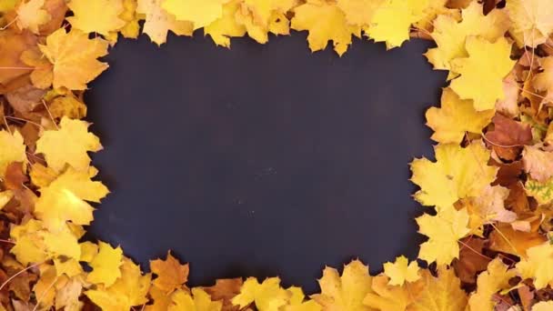 Feuilles Automne Jaunes Sur Fond Noir — Video