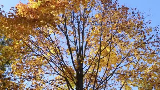 Alberi Autunno Fogliame Giallo — Video Stock