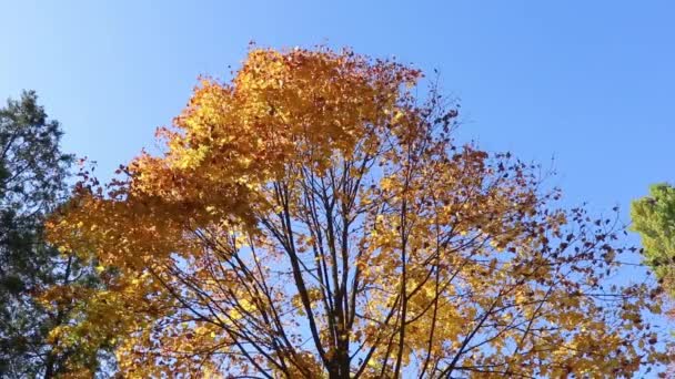 Autumn Trees Yellow Foliage — Stock Video